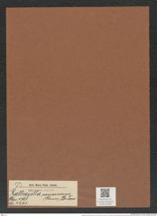 Rattrayella samaruensis (Grun.) De-Toni (de-Toni-Nr.: Genus 176, Species 4461) Zeichnungen Sammlung Grunow Mappe 04386 (Herbarium_W_Grunow_drawings_Folder_04386)